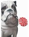 Lladrò Figurina cane bulldog con leccalecca