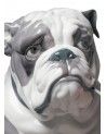 Lladrò Figurina cane bulldog con leccalecca